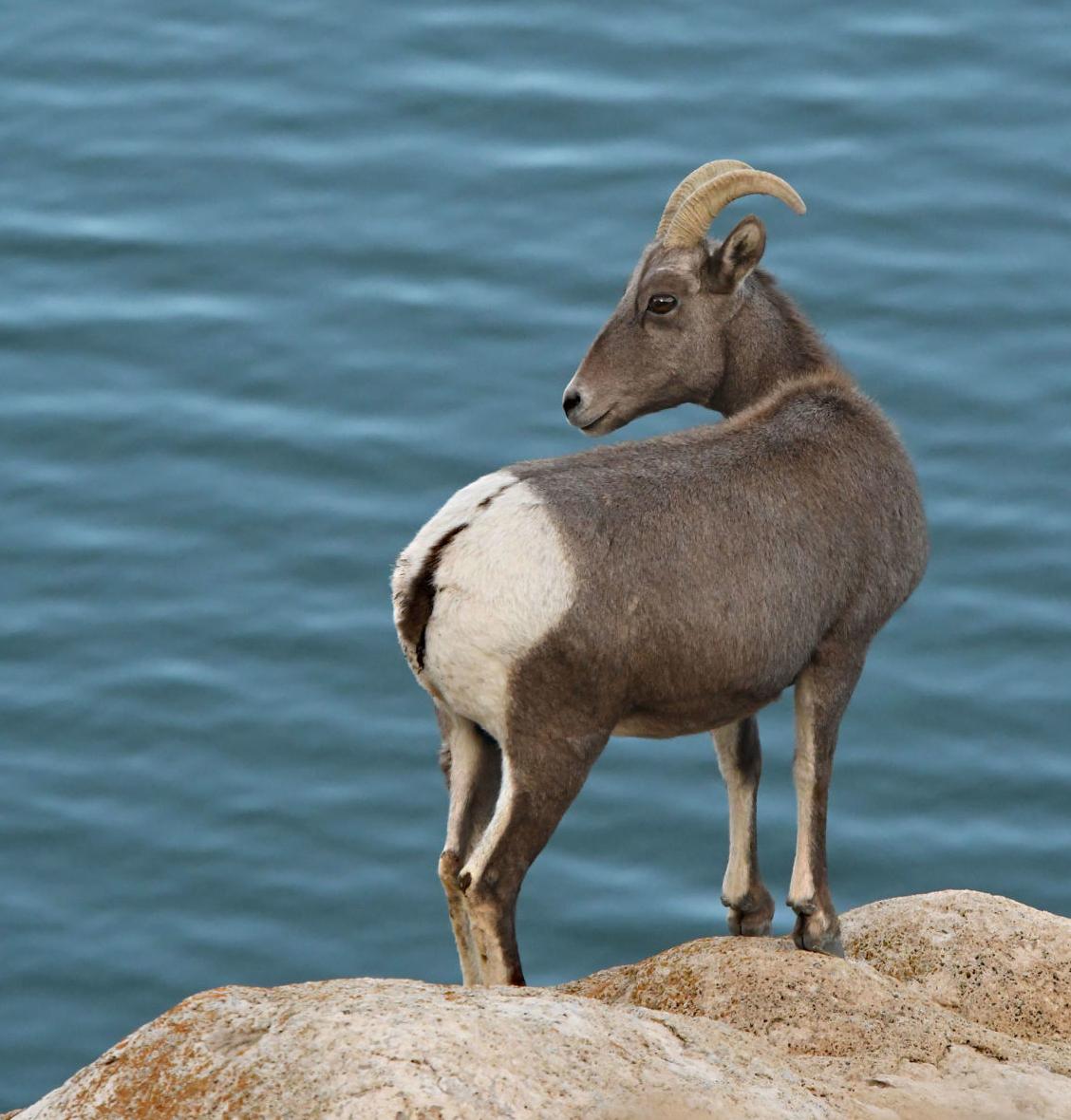 Desert Bighorn Sheep